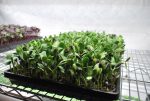 Sunflower Microgreens (90g) Hot on Sale