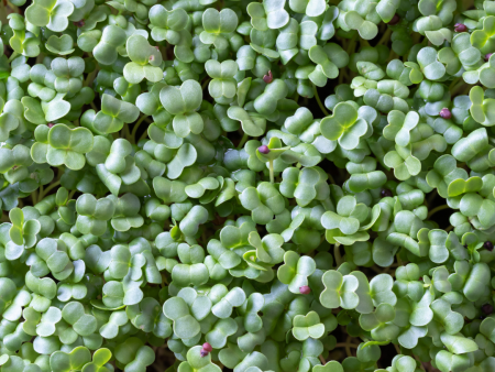 Broccoli Microgreens (60g) on Sale