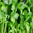 Sunflower Microgreens (90g) Hot on Sale